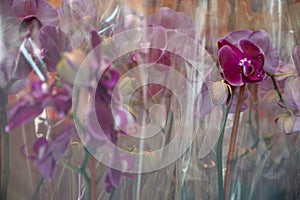 Flower shop purple orchids for sale in clear plastic gift wrap