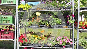 Flower shop on the town square. Display racks with flowers and plants. Full shelves of the plants and flowers outdoor