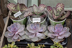 Flower shop window, succulent plant shoots Echeveria Perle Nurnberg and Kalanchoe Surprising Dessert in small pots for sale