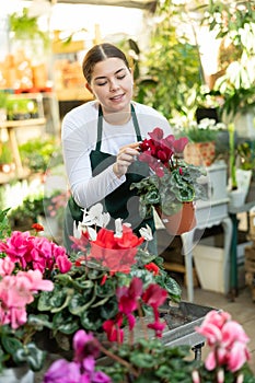 in flower shop, woman worker examines Cyclamen