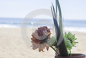 Flower on the shore of the ocean, peace, tranquility