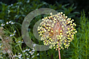 Flower showy Persian onion in a summer garden