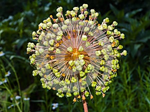 Flower showy Persian onion in a summer garden