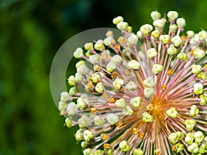 Flower showy Persian onion in a summer garden