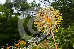Flower showy Persian onion in a summer garden