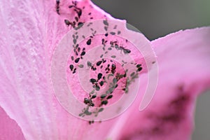 Flower of a Shrub mallow (Hibiscus syriacus) with numerous aphids