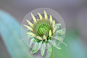 Flower bud of a purple Coneflower (Echinacea purpurea)