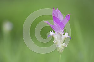 Flower Siam Tulip blooming