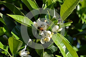 Flower of Sicily, Close-up of Orange Blossoms with a Bee Collecting Pollen