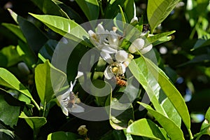 Flower of Sicily, Close-up of Orange Blossoms with Bees Collecting Pollen