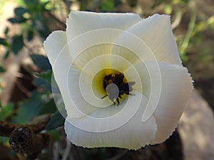 Flower of Sida sp. photo