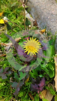 Flower on the side of the road photo