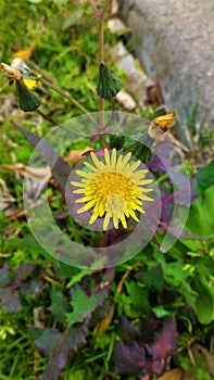 Flower on the side of the road photo