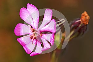 Flower ( Silene colorata )