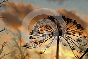 flower silhouette on sunset background