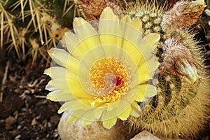 Flower of silver ball cactus photo