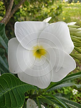 This flower is similar to the frangipani flower, it& x27;s just that this flower doesn& x27;t emit a fragrant smell
