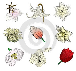 Flower sketch collection