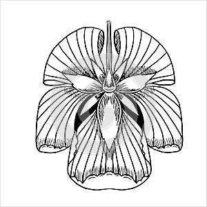 Flower sketch isolate on white. Vector illustration