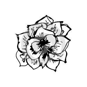 Flower sketche of black color. Drawing vector graphics with floral pattern for design.