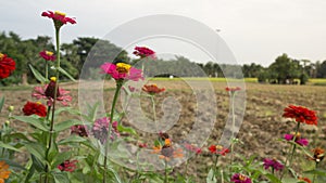 Flower sky nature sky environment concept