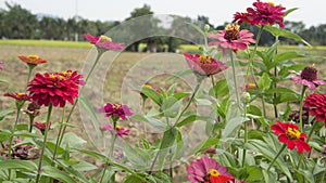 Flower sky nature sky environment concept