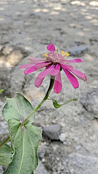 a flower slowly withers on a barren land photo