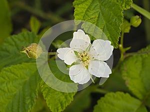 Flower on small bush Blackberry, Rubus, close-up, selective focus, shallow DOF