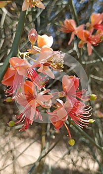 Flower of small flower in India