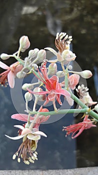 Flower Small Jungle Tree India