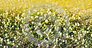 Flower small vintage lovely grass at relax morning time sunlight for background footage