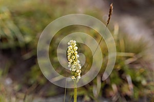 Flower of the small white orchid Pseudorchis albida