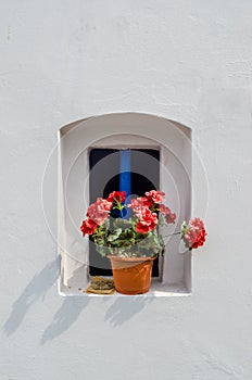 Flower in small windows