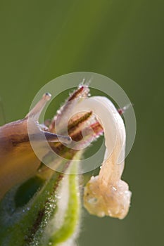 The flower and snail