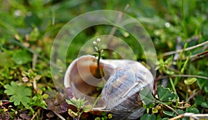 Flower in the Snail shell, nature rejects the void photo