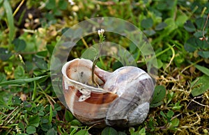 Flower in the Snail shell, nature rejects the void photo