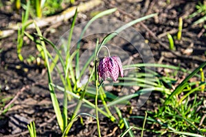 Flower of snakes head fritillary