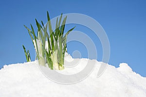 Flower in the snow