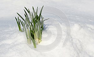 Flower in the snow