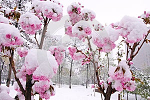 Flower and snow