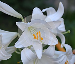 Flower of snow-white garden lily