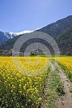 Flower and snowy mountain