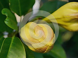 Flower of Solandra