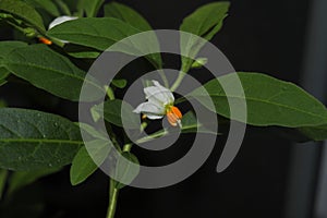 flower of Solanum