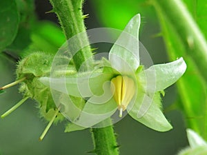 Flower of Solanum ferox or Hairy Fruited Eggplant is bouquet on