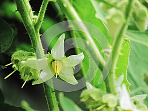 Flower of Solanum ferox or Hairy Fruited Eggplant is bouquet on