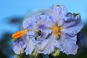 Flower ( Solanum nigrum )