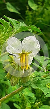 Flower of Solanum Sisymbriifolium Plant on Green Leaves Background