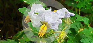 Flower of Solanum Sisymbriifolium Plant on Green Nature Background