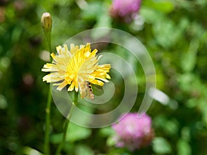 Flower sonchus and hoverfly photo